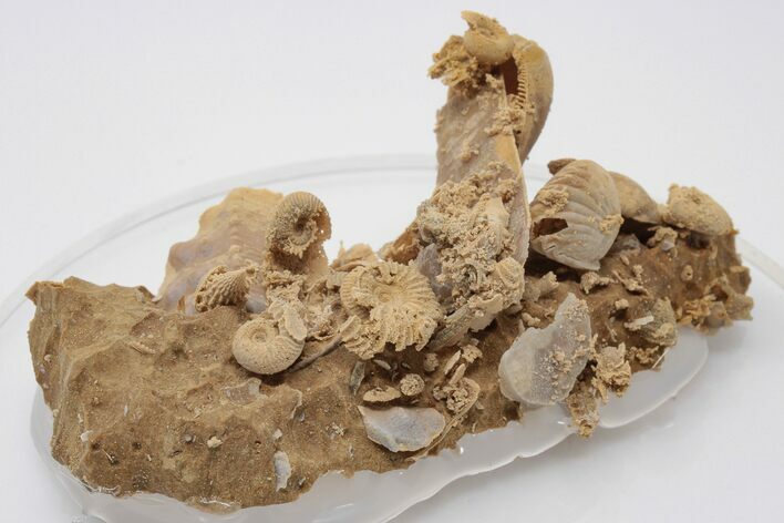Miniature Fossil Cluster (Ammonites, Brachiopods) - France #195516